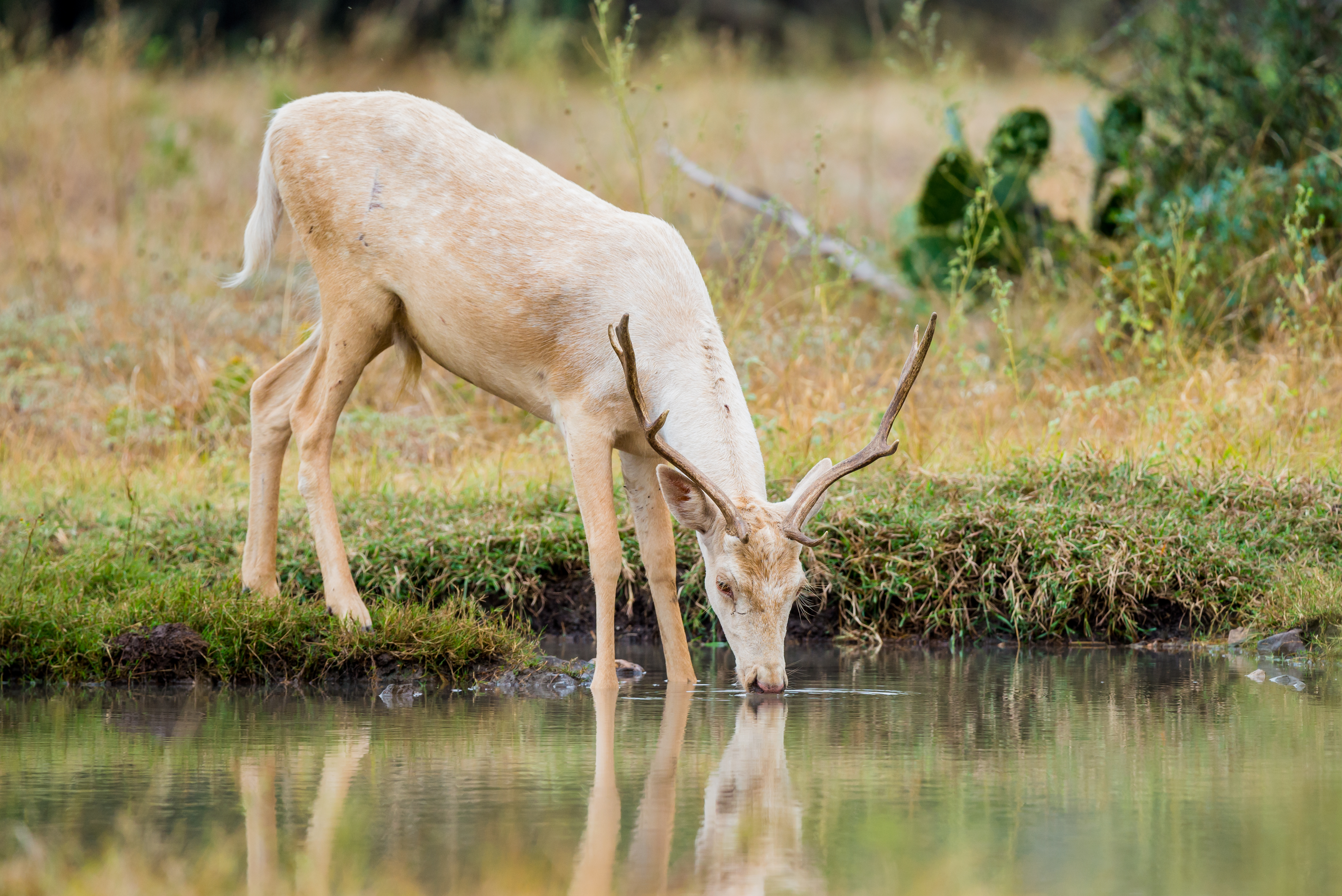 Wild South Texas white fallow deer buck drinking Wild South Texas white fallow deer buck drinking