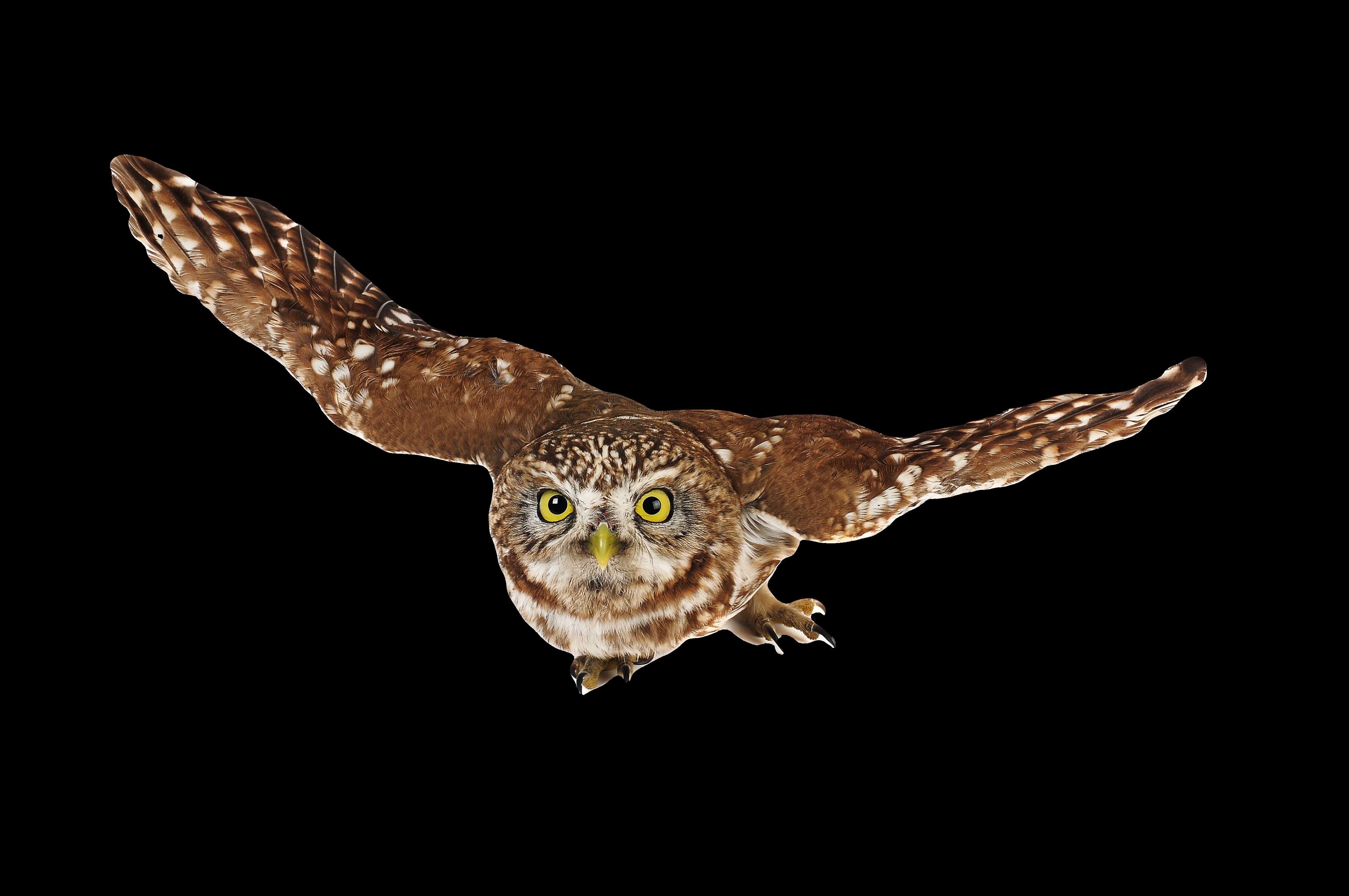 horned owl