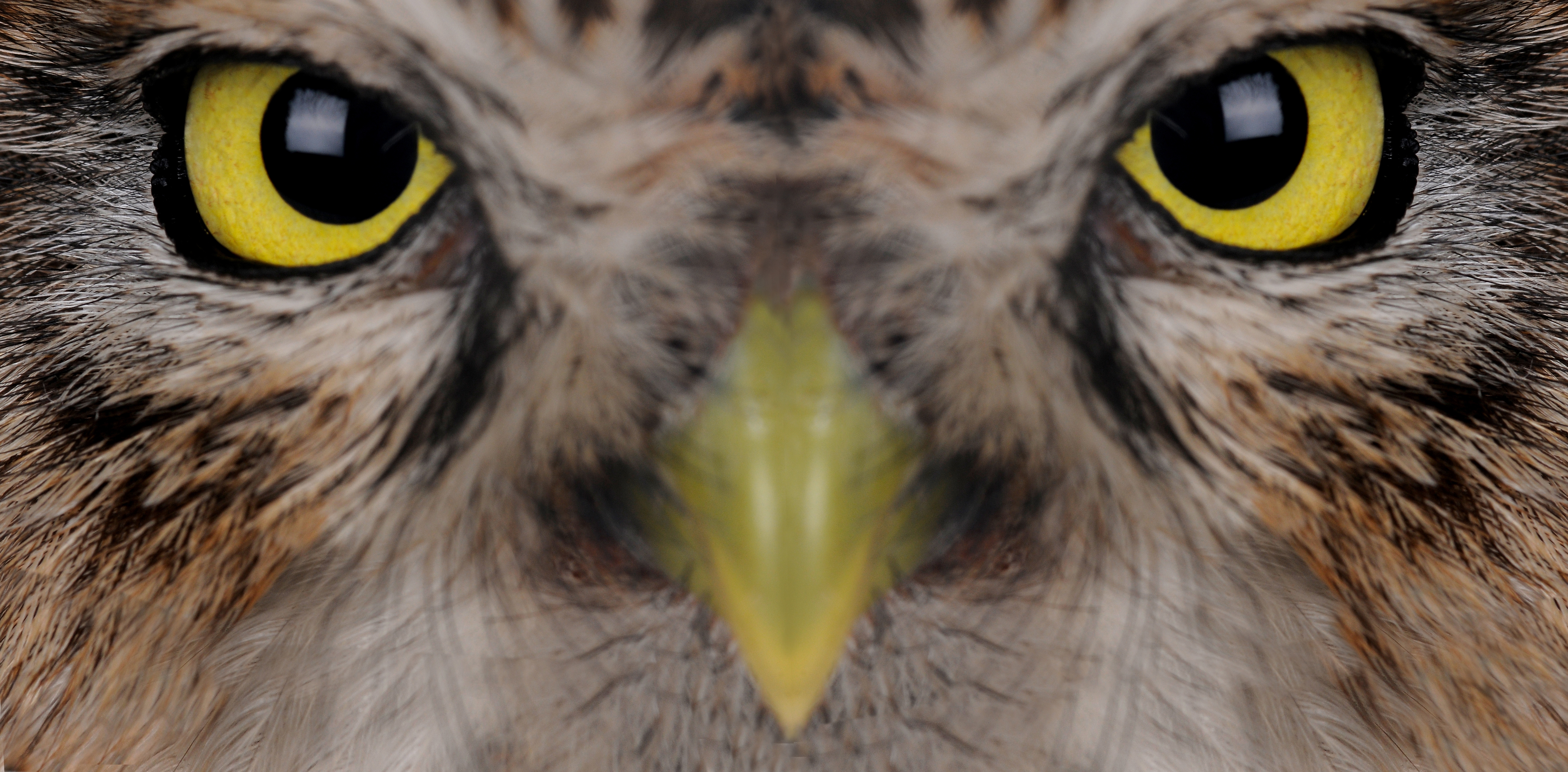 portrait brownie horned owl on a white background portrait brownie horned owl on a white background